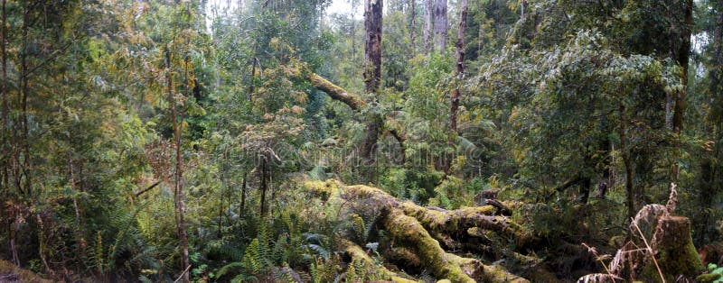 Stunning rainforests in the Franklin National Park of Tasmania - Australia