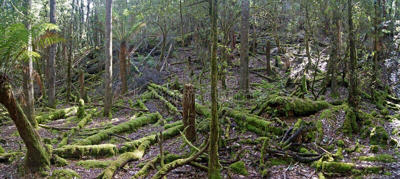 Stunning rainforests in the Franklin National Park of Tasmania - Australia