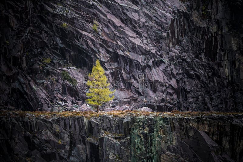 Stunning single bright green tree all alone on ledge abandoned slate quarry mine  Dinorwic North Wales. Nature landscape.