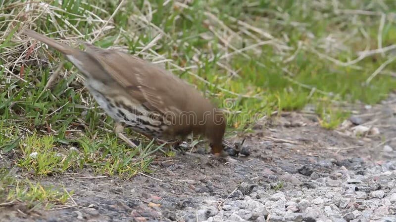 A stunning Song Thrush, Turdus philomelos, wiping off the slime of a slug before eating it.