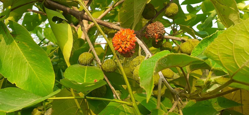 Paper mulberry (Broussonetia papyrifera) on Tree branch stock photos