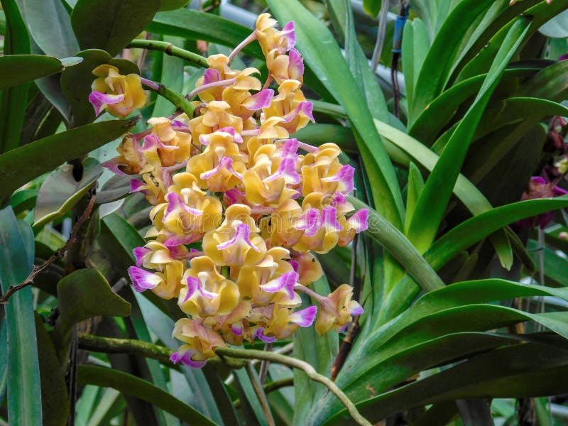 This gorgeous yellow and purle orchid is named vanda flabellata and is native to southern China, Burma,  Laos and Thailand. This gorgeous yellow and purle orchid is named vanda flabellata and is native to southern China, Burma,  Laos and Thailand.