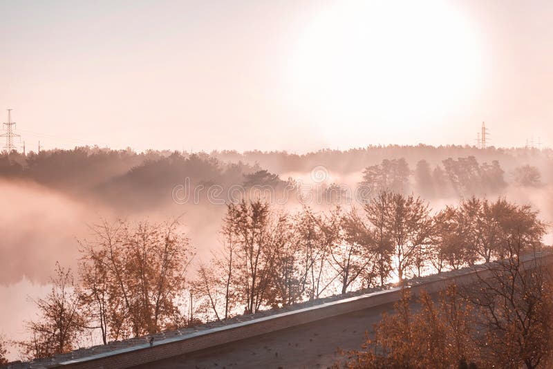 Stunning View Of Morning Forest Landscape In Foggy Weather Fog Among