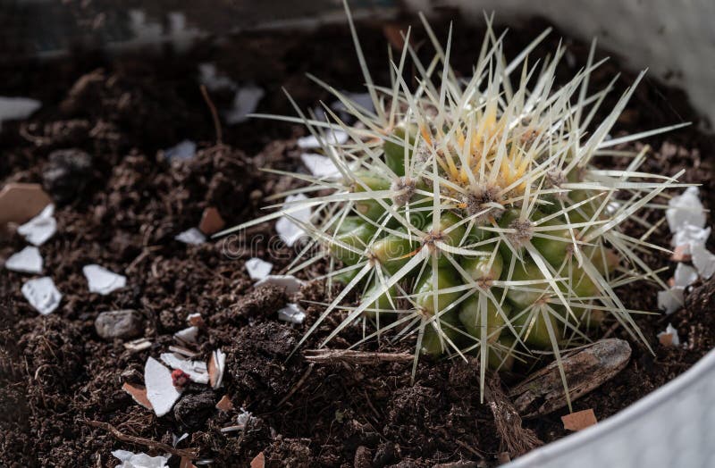 Stunning view of Sharp white prickles on Ferocactus echidne at close range royalty free stock photo
