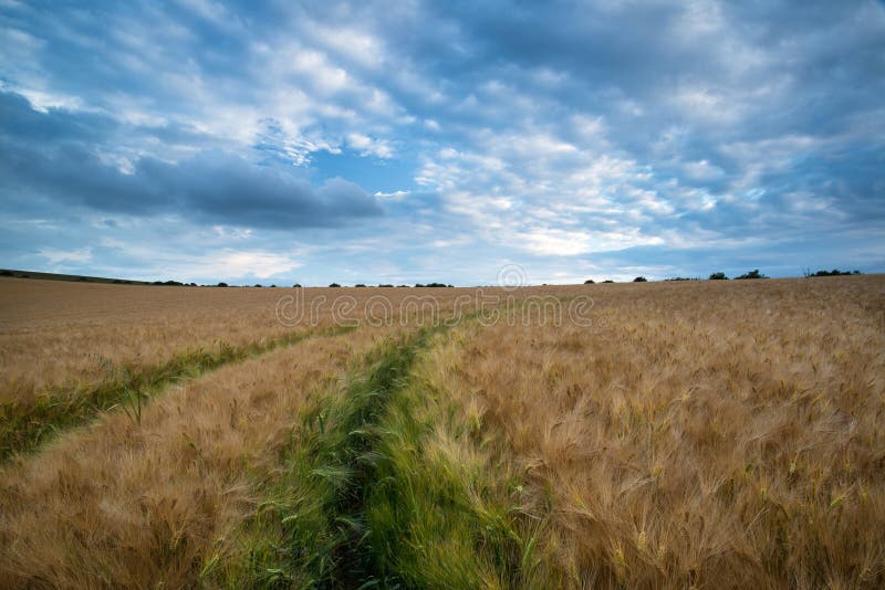 Stunning Wheat Field Landscape Under Summer Stormy Sunset Sky Stock