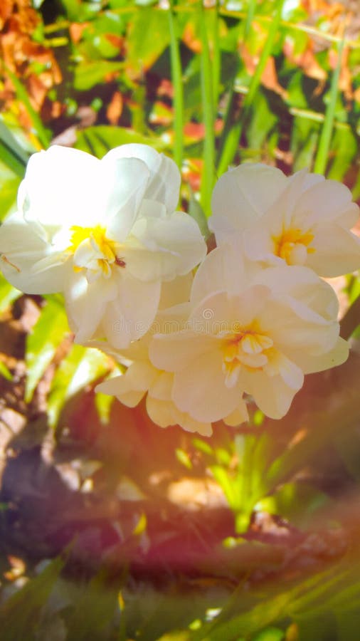 Stunning White Flowers stock image. Image of colorful 145343893