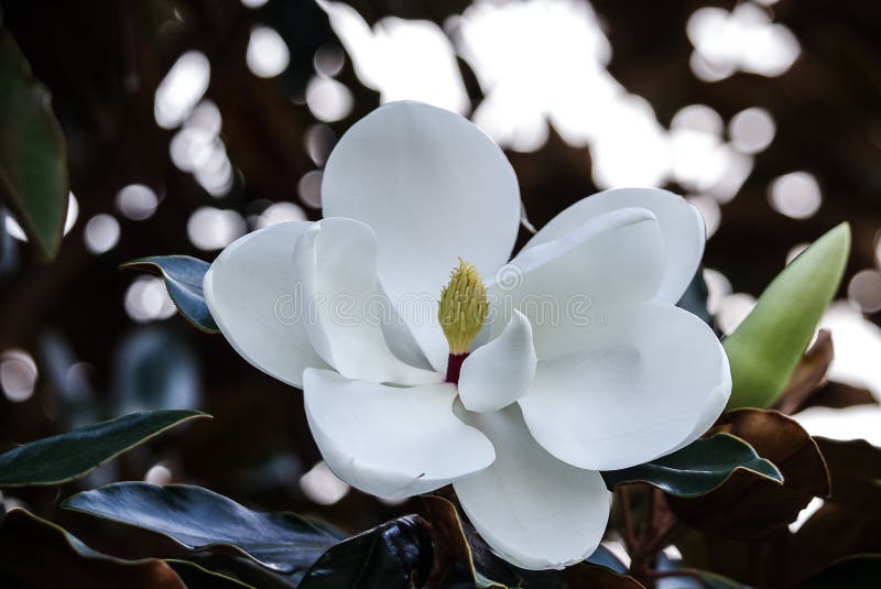 Stunning white magnolia flower in full bloom