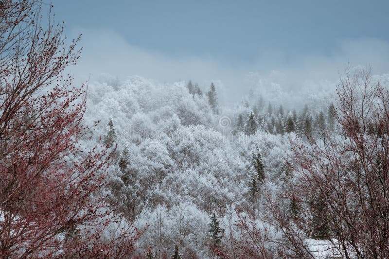 Stunning Winter Scene of a Majestic Forest Blanketed in a Layer of Soft