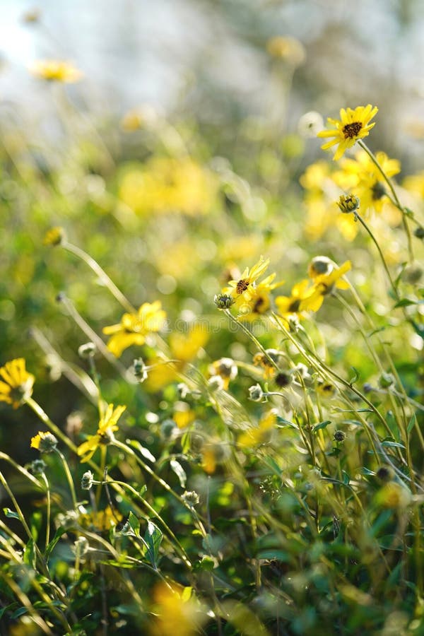 Stunning Yellow Floral Arrangement Illuminated by Natural Sunlight in a ...