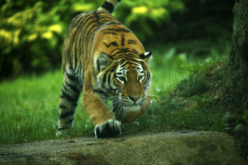 Stunningly het mooie Amur-tijgers spelen