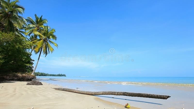 Stupad palmträd på stranden