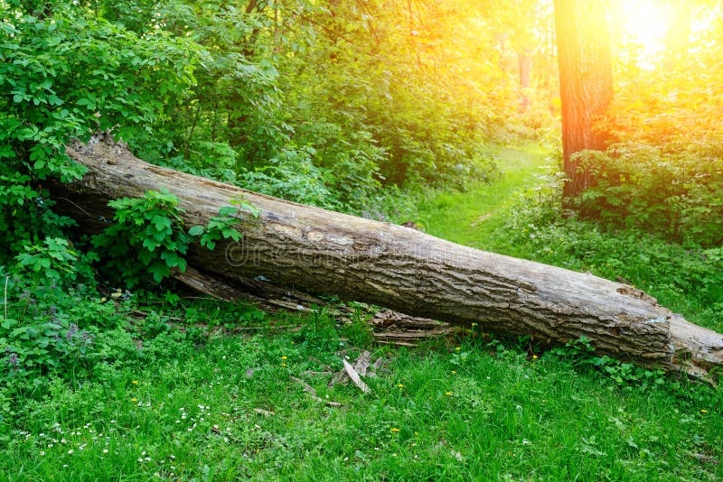 Stupad trästam som blockerar grusvägen i en frodig grön vårskog fotografering för bildbyråer Stupad trästam som blockerar grusvägen i en frodig grön vårskog fotografering för bildbyråer