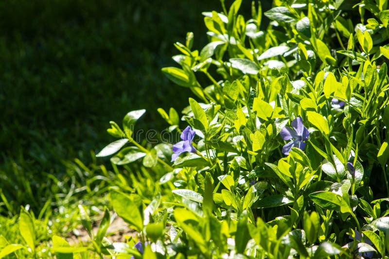 Stupenda foto di una fiorente pervinca minore in un giardino. fotografia stock libera da diritti
