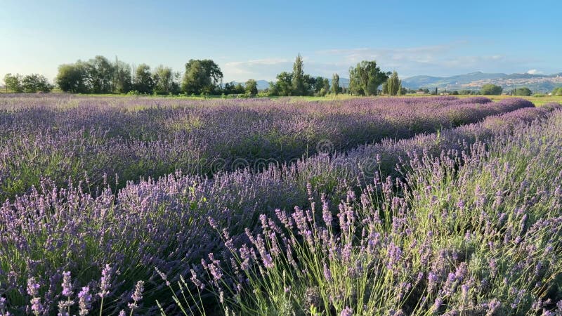 Stupenda vista del paesaggio porporoso dei fiori di lavanda in ombria