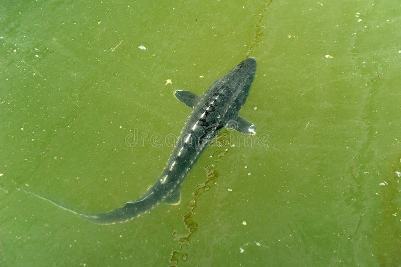 Sturgeon farm stock photo. Image of aquaculture, pool 48110818