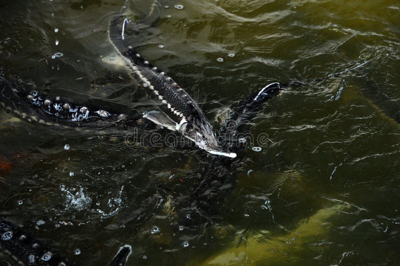 Sturgeon farm stock photo. Image of seafood, fish, scales 48110722