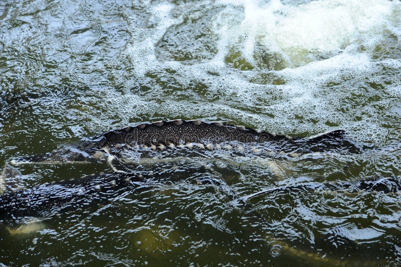Sturgeon farm stock photo. Image of fish, nutrition, farming 48110730