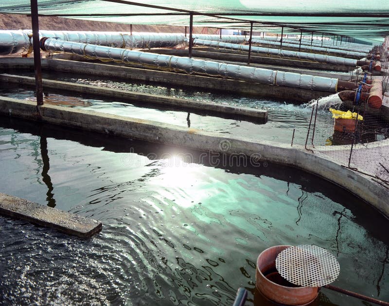 Sturgeon farm stock image. Image of sturgeon, healthy 48110747