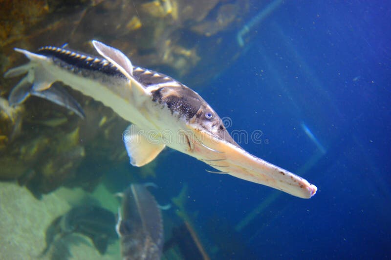 Sturgeon fish stock image. Image of bottom, exotic, marine 17822735