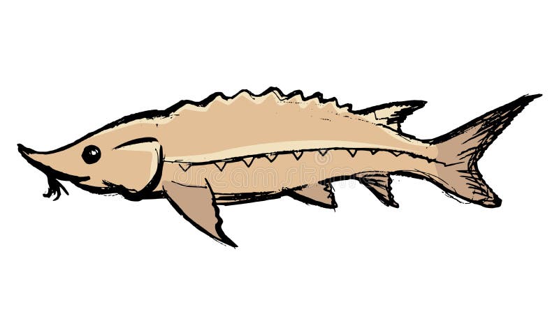 Sturgeon freshwater fish.