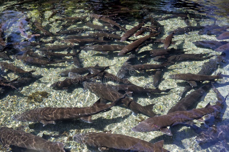Sturgeon at an Idaho Fish Hatchery Stock Photo Image of hatchery