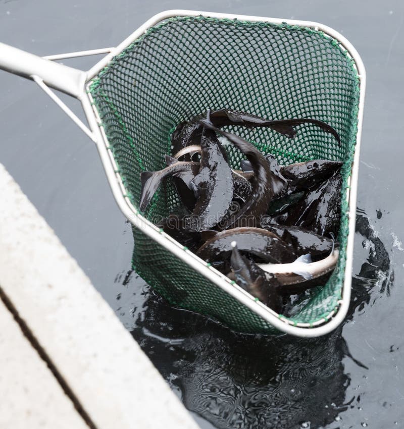 Sturgeon in Landing Net on Fish Farm Stock Photo Image of harvest