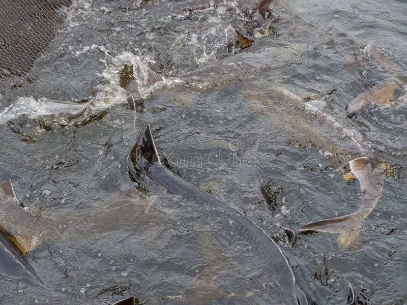 Sturgeons Splashing on Water Surface of Cage on Sturgeon Farm Stock