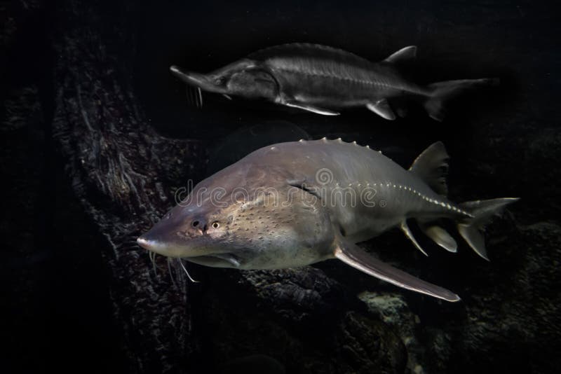 Sturgeons Sturgeon and Kaluga Swim in the Darkness of the Waters Abundance from the Amur River Stock Photo - Image of beluga, ural: 229890024 Sturgeons Sturgeon and Kaluga Swim in the Darkness of the Waters Abundance from the Amur River Stock Photo - Image of beluga, ural: 229890024