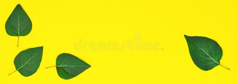Style minimalism. Green leaves on a yellow background. stock images Style minimalism. Green leaves on a yellow background. stock images