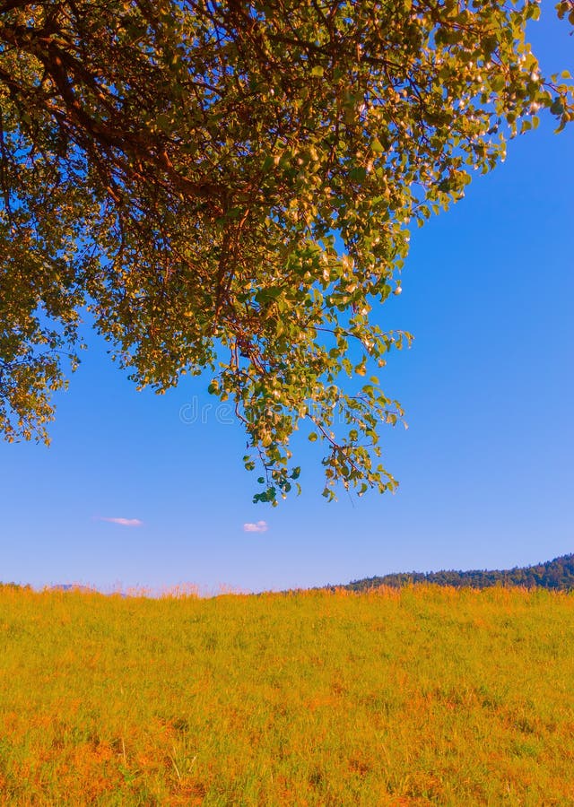 Stylish Bio Wallpaper. Rye Field Landscape. Nature Aesthetic Background.  Travel. Slovenia Stock Photo - Image of harvest, outdoor: 222096466