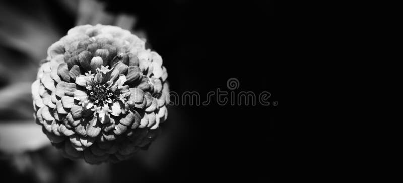Stylish black white flower Zinnia photography. Elegant shape petals plant on abstract dark background. Copy space royalty free stock photos Stylish black white flower Zinnia photography. Elegant shape petals plant on abstract dark background. Copy space royalty free stock photos