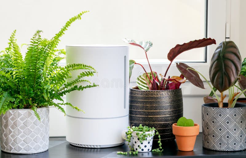 Stylish composition of home  plants in different hipster pots and electric humidifier. Modern decor of home plants. Template