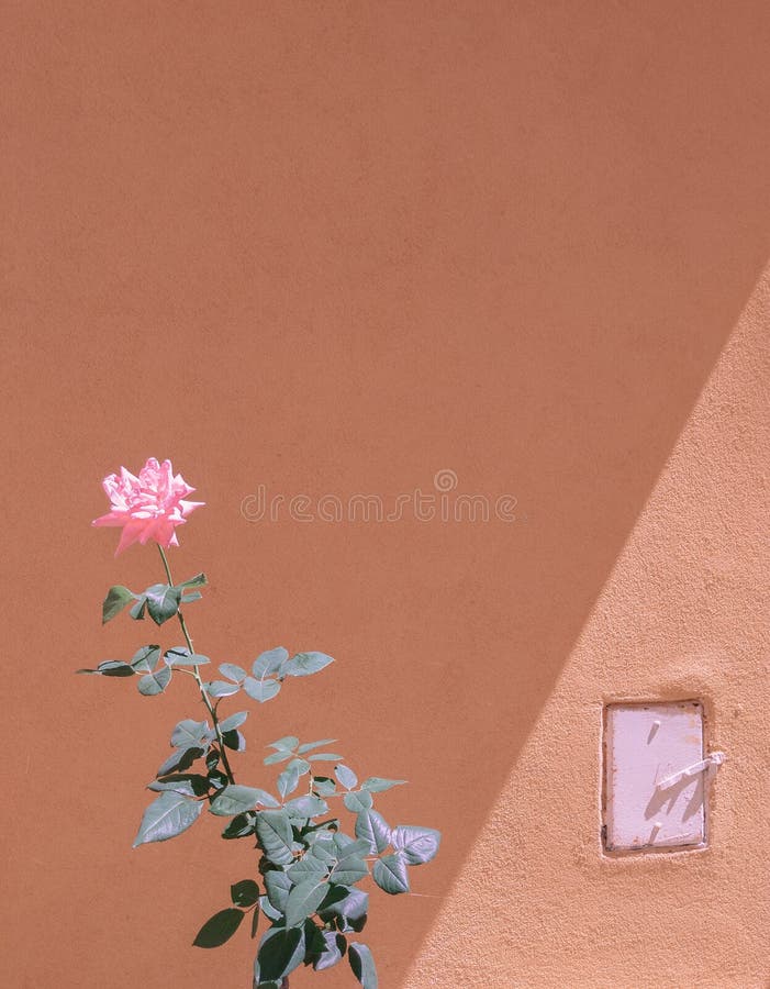 Stylish Flowers Wallpaper. Roses and Summer Wall Shadows. Minimalist  Aesthetic Stock Photo - Image of rose, aesthetic: 222909958