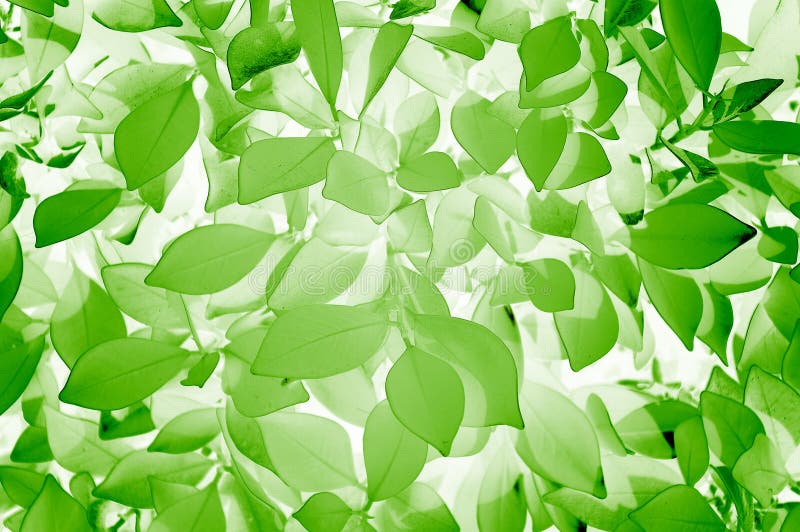 Stylish Green Leaves Texture