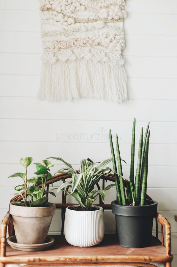 Stylish green plants in pots on wooden vintage stand on background of white rustic wall with embroidery hanging. Peperomia, stock photo Stylish green plants in pots on wooden vintage stand on background of white rustic wall with embroidery hanging. Peperomia, stock photo