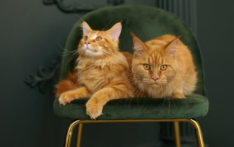 Fluffy Maine Coon Mix stock image. Image of outdoor, fluffy - 473345