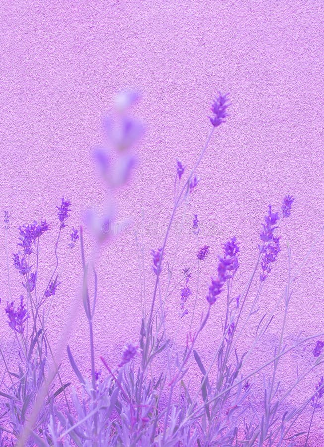 Lavender Flowers Wallpaper. Purple Aesthetic. Bio Eco Nature Minimal