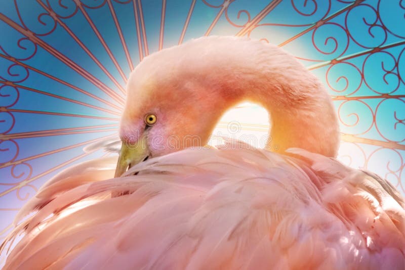 Umelec verzia ružové plameniaky kompozitné v koralov a ružové správanie, starostlivosť o perie perie sám.