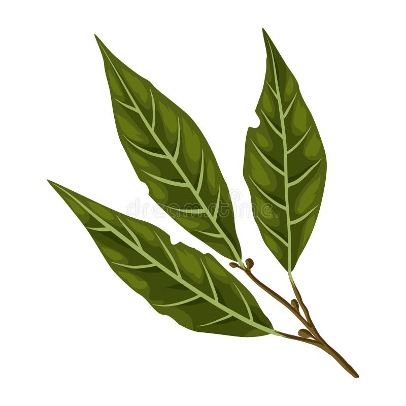 Stylized Illustration of Bay Leaf. Image for Design or Decoration