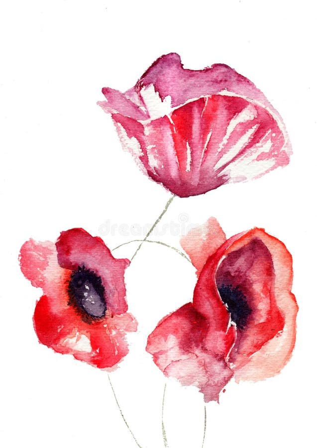 Stylized Poppy Flowers Illustration Stock Photography - Image: 25709402