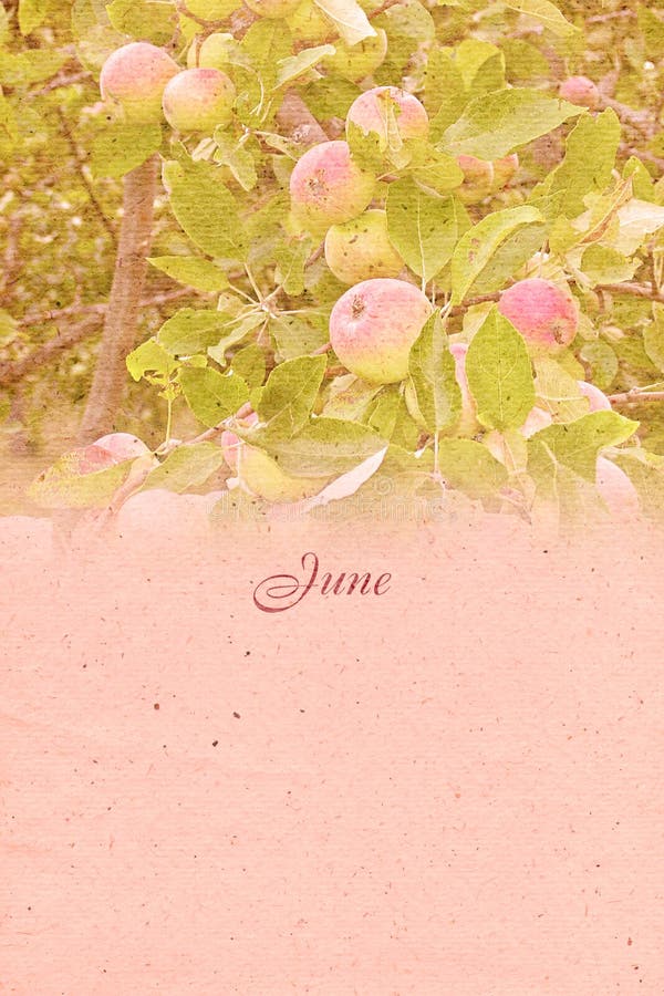 Stylized vintage background for calendar month. June vector illustration
