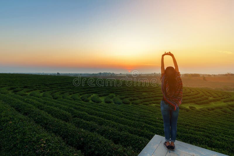 Lifestyle traveler woman happy feeling good relax and freedom facing on the natural tea farm in the sunrise morning, Thailand. Travel Concept. Lifestyle traveler woman happy feeling good relax and freedom facing on the natural tea farm in the sunrise morning, Thailand. Travel Concept