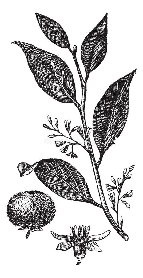 Styrax Benzoin or gum benjamin tree or loban or kemenyan or onycha or Sumatra benzoin tree, vintage engraved illustration. Trousset encyclopedia 1886 - 1891. Styrax Benzoin or gum benjamin tree or loban or kemenyan or onycha or Sumatra benzoin tree, vintage engraved illustration. Trousset encyclopedia 1886 - 1891