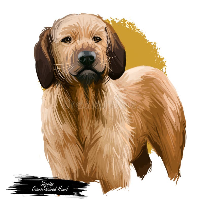 Styrian Coarse-haired Hound breed of medium-sized hound dog. Digital art illustration. Animal watercolor portrait closeup isolated stock illustration Styrian Coarse-haired Hound breed of medium-sized hound dog. Digital art illustration. Animal watercolor portrait closeup isolated stock illustration