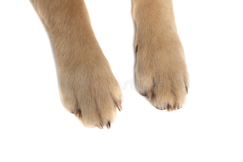 Städa på en guldhund två tassar royaltyfria foton