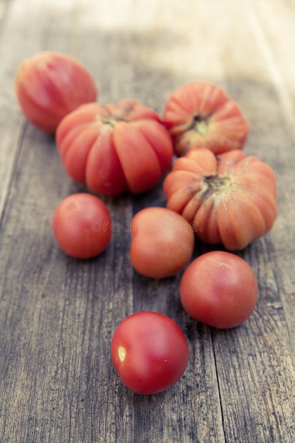 Städtische im Garten arbeitende Biotomate stockfotografie Städtische im Garten arbeitende Biotomate stockfotografie