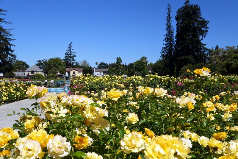 The internationally renowned San JosÃ© Municipal Rose Garden measures 5 1/2 acre and features 189 rose varieties and over 4000 rose bushes.  The flowering season runs from April to November. The garden is located at Naglee Ave & Dana Ave and is free and open to the public. The internationally renowned San JosÃ© Municipal Rose Garden measures 5 1/2 acre and features 189 rose varieties and over 4000 rose bushes.  The flowering season runs from April to November. The garden is located at Naglee Ave & Dana Ave and is free and open to the public