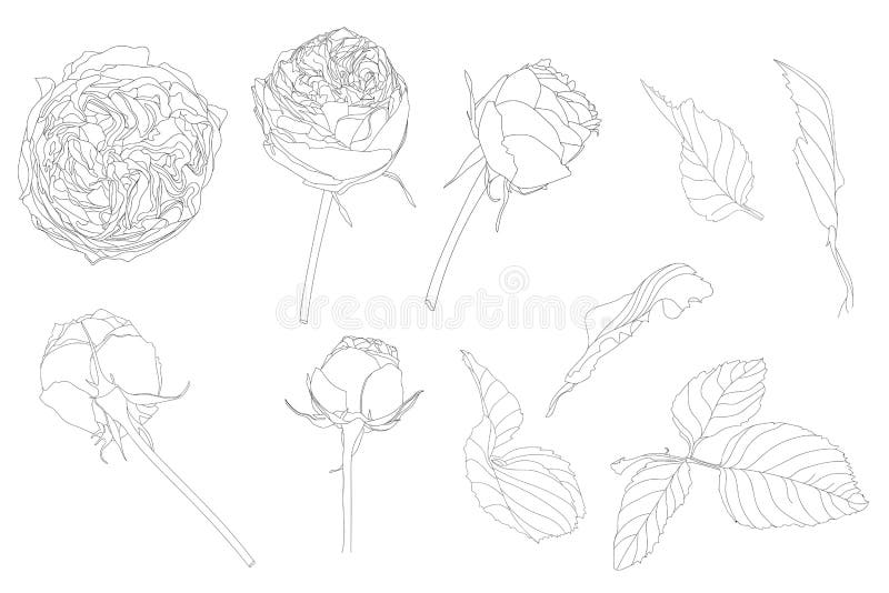 Ställ in av isolerade ros och sidor Gullig blommaillustration i hand dragen stil vektor illustrationer Ställ in av isolerade ros och sidor Gullig blommaillustration i hand dragen stil vektor illustrationer