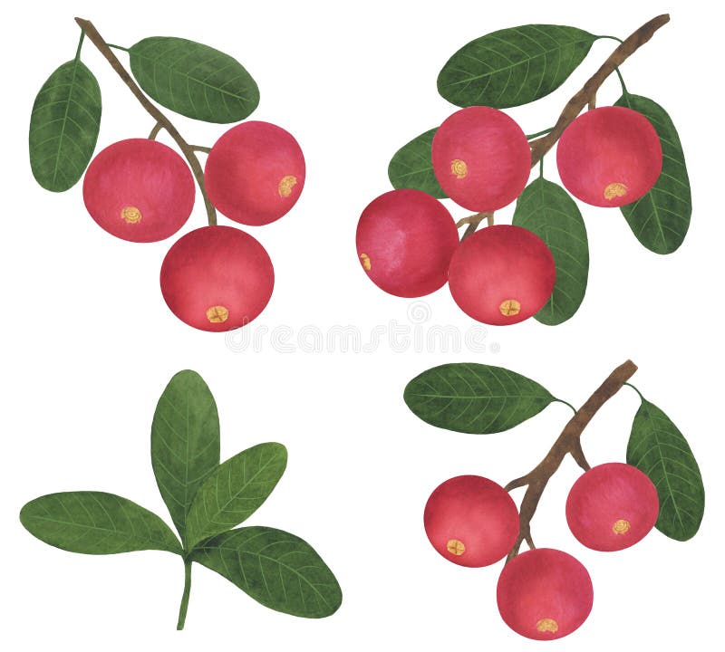 Ställ in berries tranberry-grenen lämnar en botanisk illustration med vattenfärg stock illustrationer