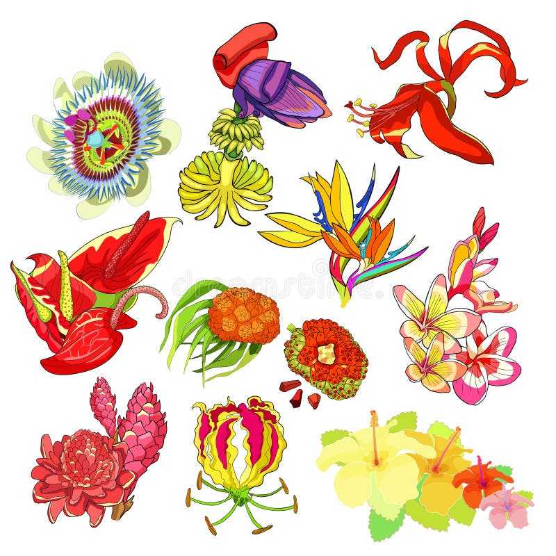 Ställ in flamingo för anthuriumen för sprekeliahibiskusplumeria av ingefäraPA vektor illustrationer Ställ in flamingo för anthuriumen för sprekeliahibiskusplumeria av ingefäraPA vektor illustrationer